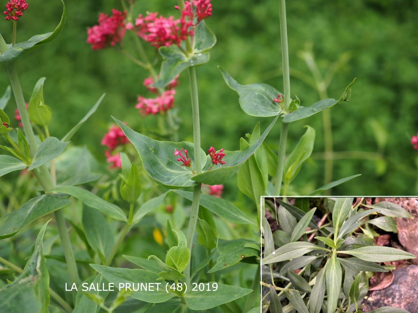 Valerian, Red leaf